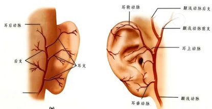 化身“精靈”有難度 險(xiǎn)成“毒液”終康復(fù)